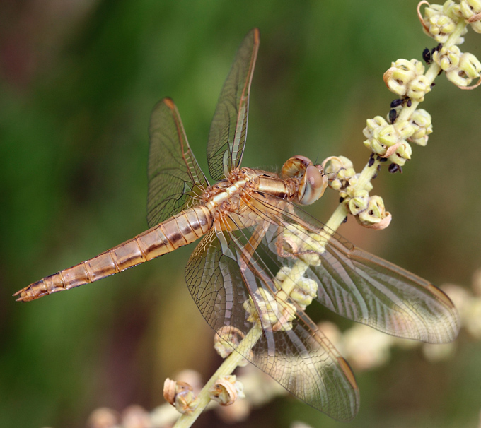 Crocothemis erytraea?